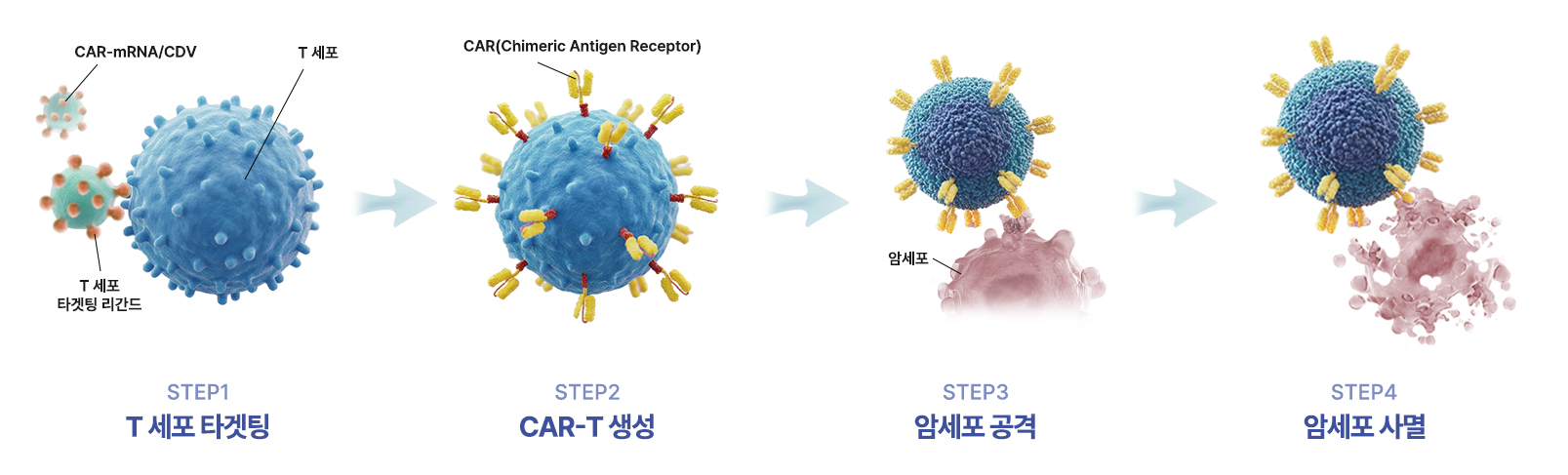 암세포의 사멸화 도식